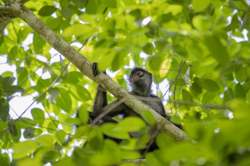 Un mono de pelaje oscuro cuelga de una rama frondosa.