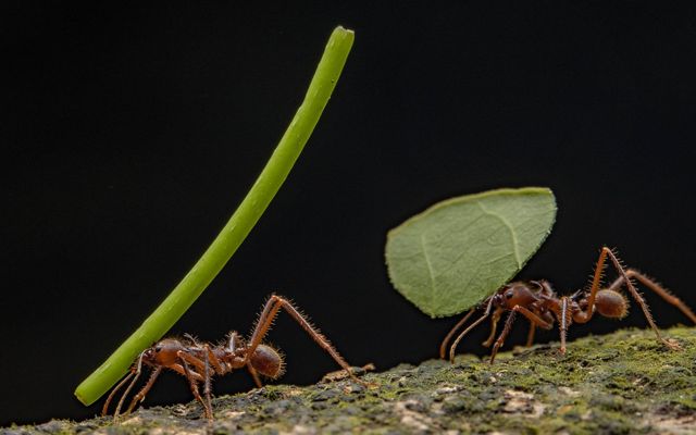 Ants march along carrying leaf cuttings.