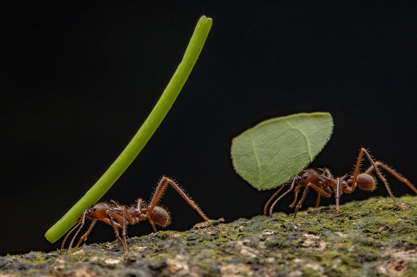 Las hormigas marchan cargando hojas cortadas.