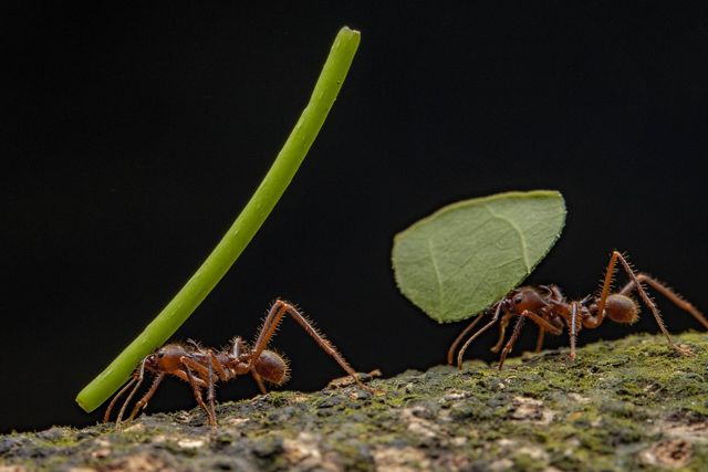 Leaf-cutter ants carry sections of leaves against a black backdrop.