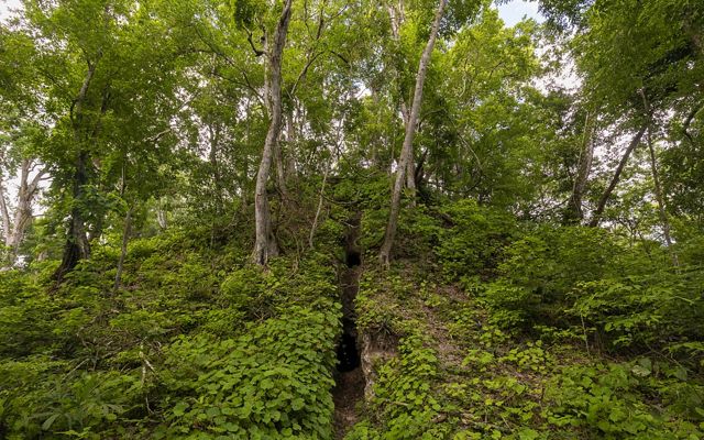 Una ruina maya está escondida por plantas en el bosque.