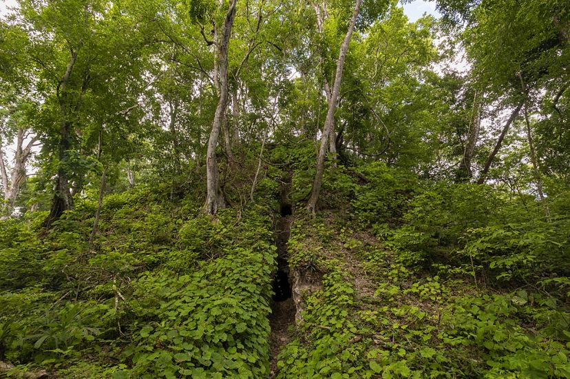 A Mayan ruin is hidden by plants in the forest.