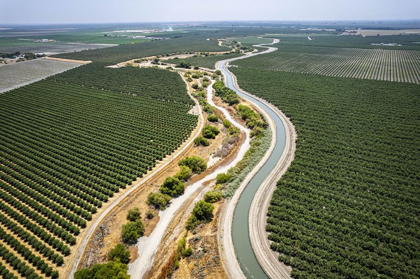 An agricultural field with crops of almonds and pistachios.