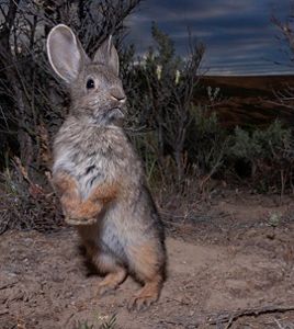 A small grey rabbit stands tall on dirt in the dark.