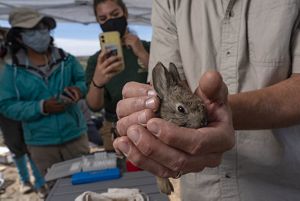 The smallest rabbit store breed