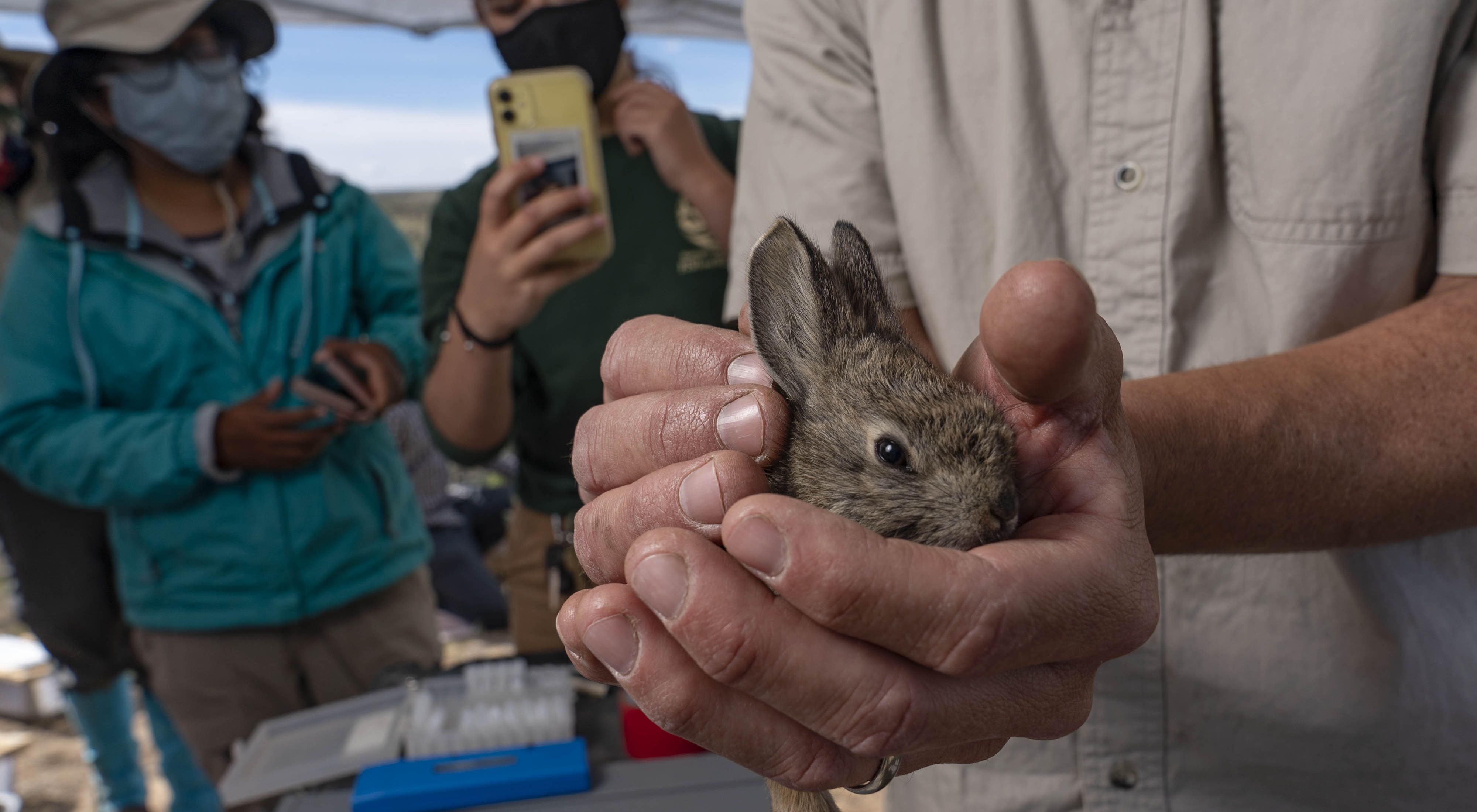 close up image of small rabbit, barely larger than the hands holding the rabbit