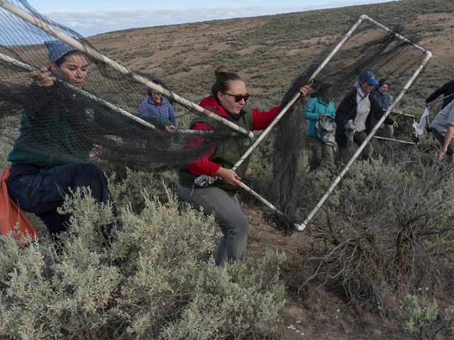 9 people hold pvc pipes covered in black netting to form rabbit nets crouch low over sage green brush as they move forward in a hilly landscape