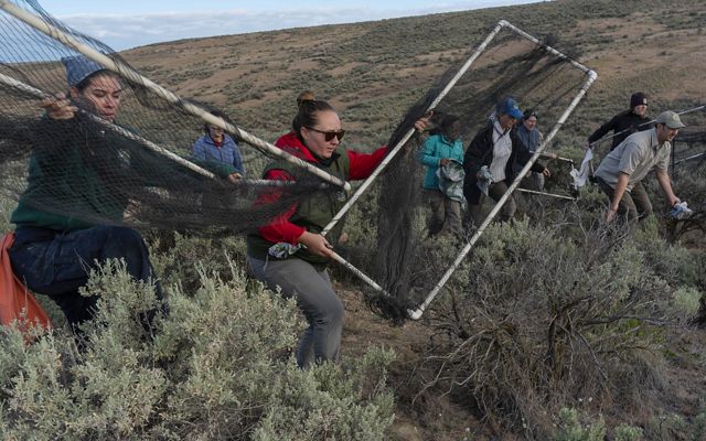 9 people hold pvc pipes covered in black netting to form rabbit nets crouch low over sage green brush  as they move forward in a hilly landscape