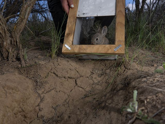 a small rabbit sits in a wood and wire care where a metal door has just been lifted. The cage sits on the ground at night surrounded by grass