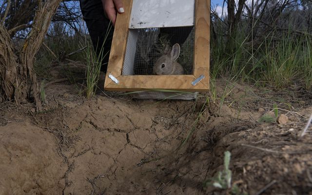 a small rabbit sits in a wood and wire care where a metal door has just been lifted. The cage sits on the ground at night surrounded by grass