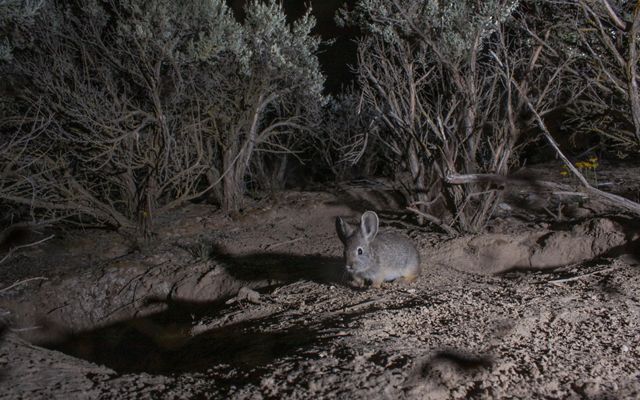 small gray rabbit with big ears is shown at night on dirt ground