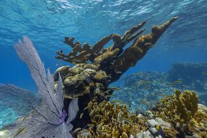 Elkhorn coral under bright blue water.