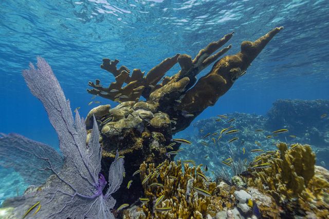 Elkhorn coral under bright blue water.