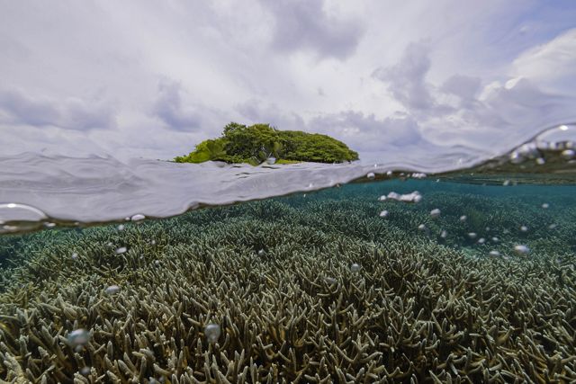 Un denso campo de coral cuerno de ciervo está justo debajo del agua.