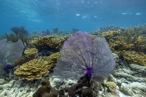 A purple gorgonian in Mermaid's Lair off of Ambergris Caye.