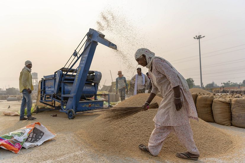 A woman holding rice stalks walks in front of a rice processing machine that is spewing out grains of rice into a large pile on the ground.