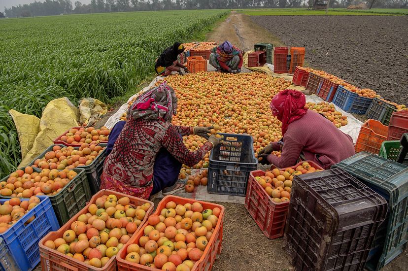 Workers load tomatoes into baskets to go to market.