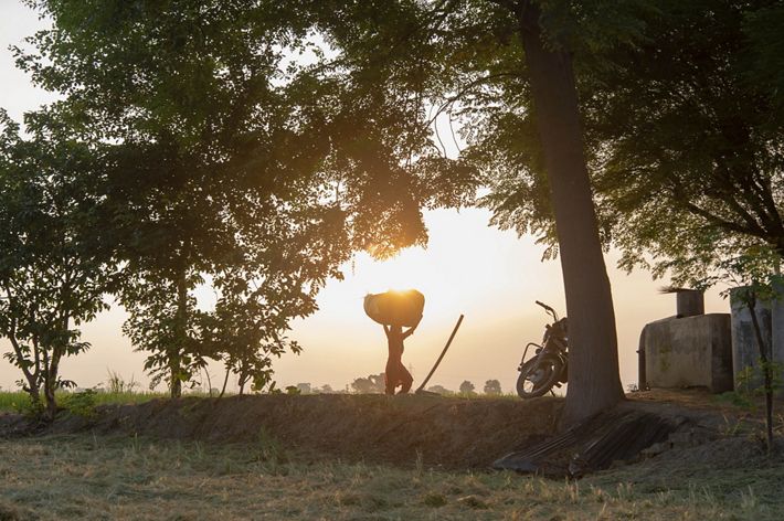 A worker carries a bundle of rice straw on their head as the sun sets.
