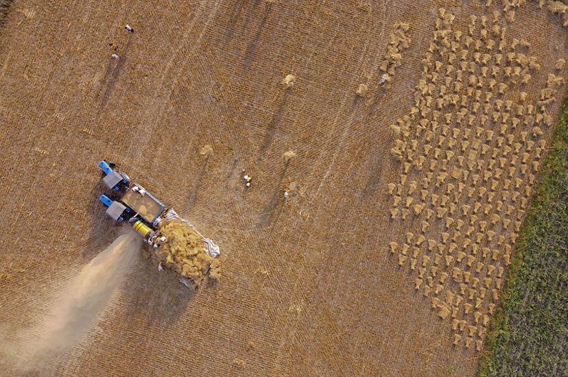 Aerial view of a thresher as it processes wheat in a field.