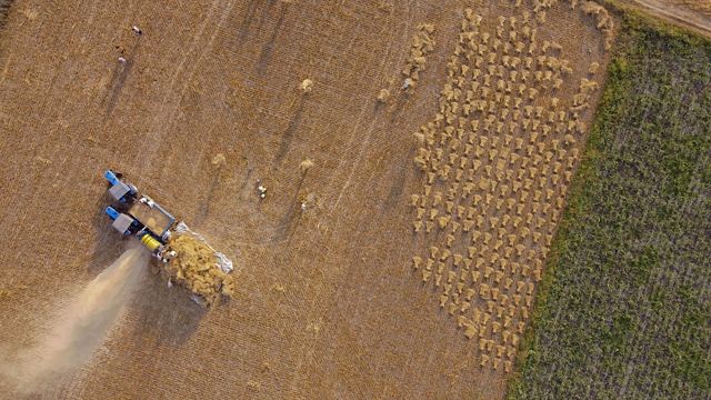 Aerial view of a thresher as it processes wheat in a field.