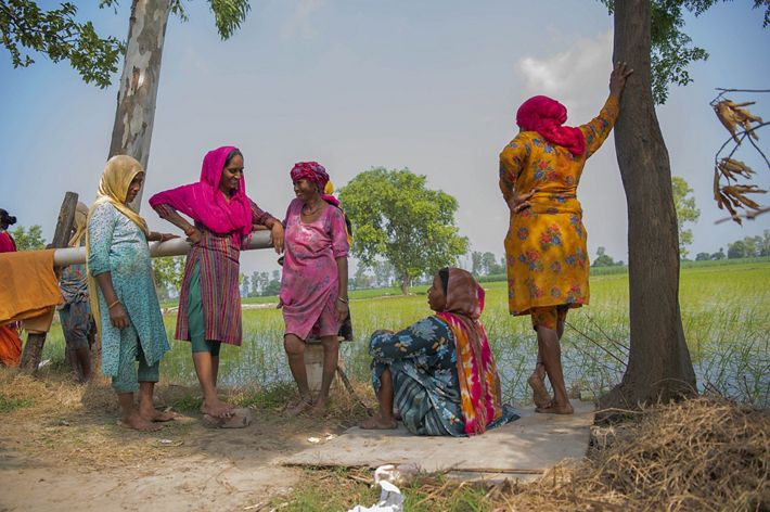 Women laborers take a break from working at a rice paddy field near Karnal region, Haryana.
