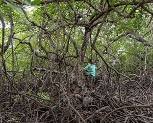 Mazzella Maniwavie, the program manager for Mangoro Market Meri, stands within a mature mangrove forest at Bautama near Port Moresby, Papua New Guinea.