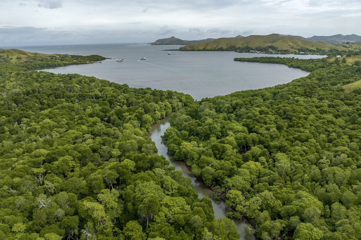 An aerial view of healthy mangrove forests along the edge of Bootless Bay near Port Moresby, Papua New Guinea.