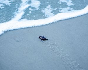 A hatchling sea turtle crawls on the sand toward the ocean.