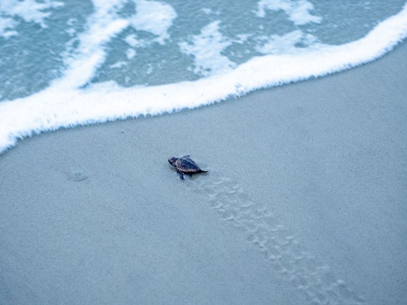 A sea turtle hatchling moves down a beach toward the ocean.