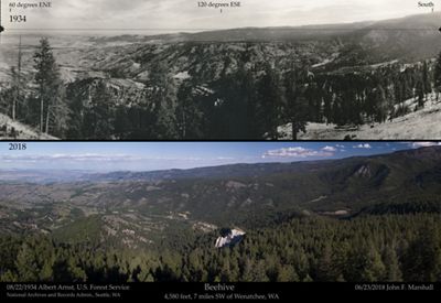 Two photo comparisons showing changes in forest thinning.