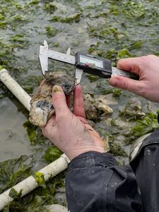 A muddy or sandy hand and measuring device around the width of a gnarled oyster shell, with muddy sand in the background.