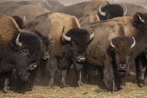 A closeup of four buffalo standing together.
