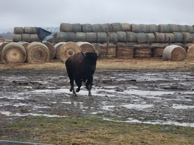 A young buffalo running toward the camera.