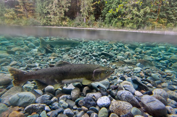 A salmon in a Washington river.