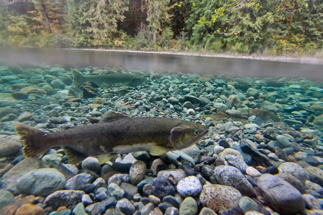 A salmon in a Washington river.