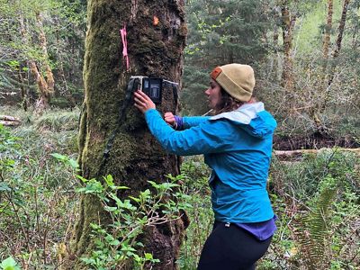 A person attaches a wildlife camera to a tree in a forest.