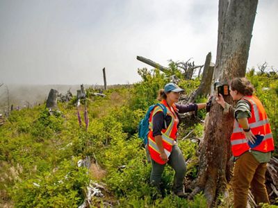 Two people in orange safety vests attach a small wildlife camera to a tree in a leafy green landscape.