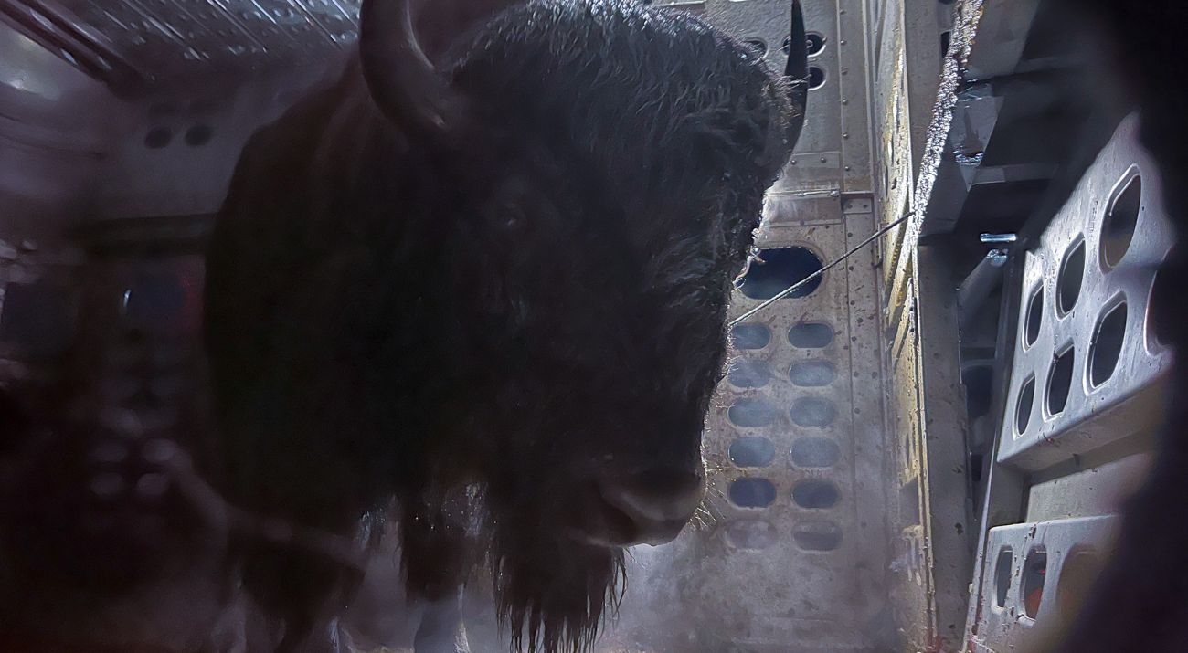 A large buffalo stands inside a cattle trailer and looks at the camera.