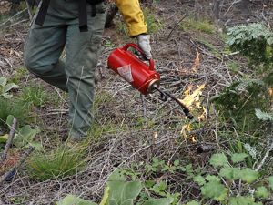 A fire worker tilts an ignited drip torch to vegetation on the ground.