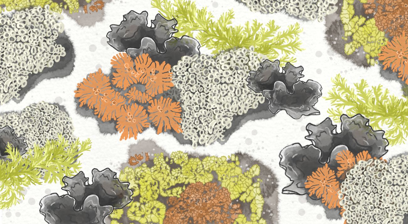 Illustration of many different-colored lichen.
