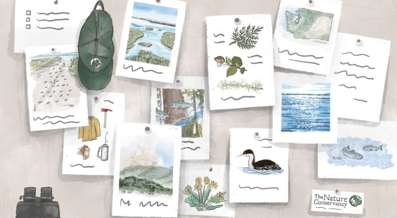 Illustration of an array of nature watercolors and drawings on paper.
