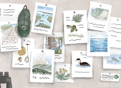 Illustration of an array of nature watercolors and drawings on paper.