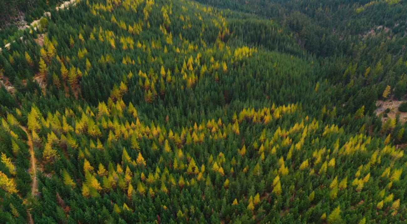 Aerial view of a dense coniferous forest dotted with autumn-colored trees.
