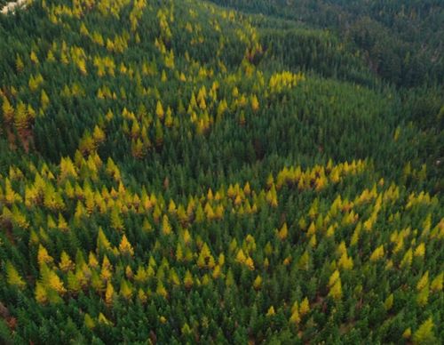 Aerial view of a dense coniferous forest dotted with autumn-colored trees.