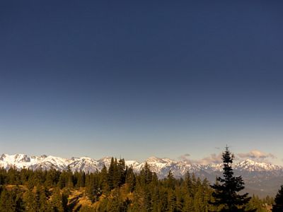 View looking across an expanse of forest at a large snow-covered mountain range in the distance.