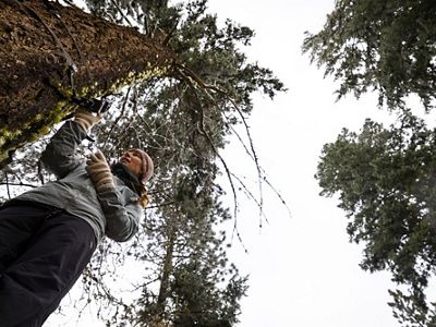 View looking up from the forest floor at Dr. Emily Howe standing next to a tree and taking measurements on it.