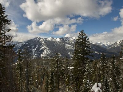 View looking through the tops of trees in a forest at a snow-covered mountain in the distance.