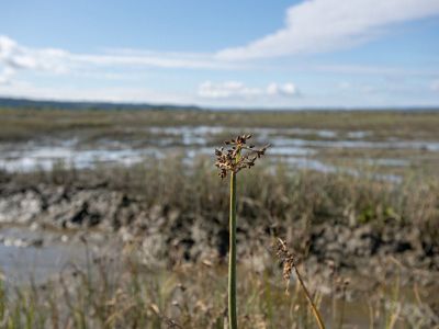 A single tall marsh plant grows high above a wetland.