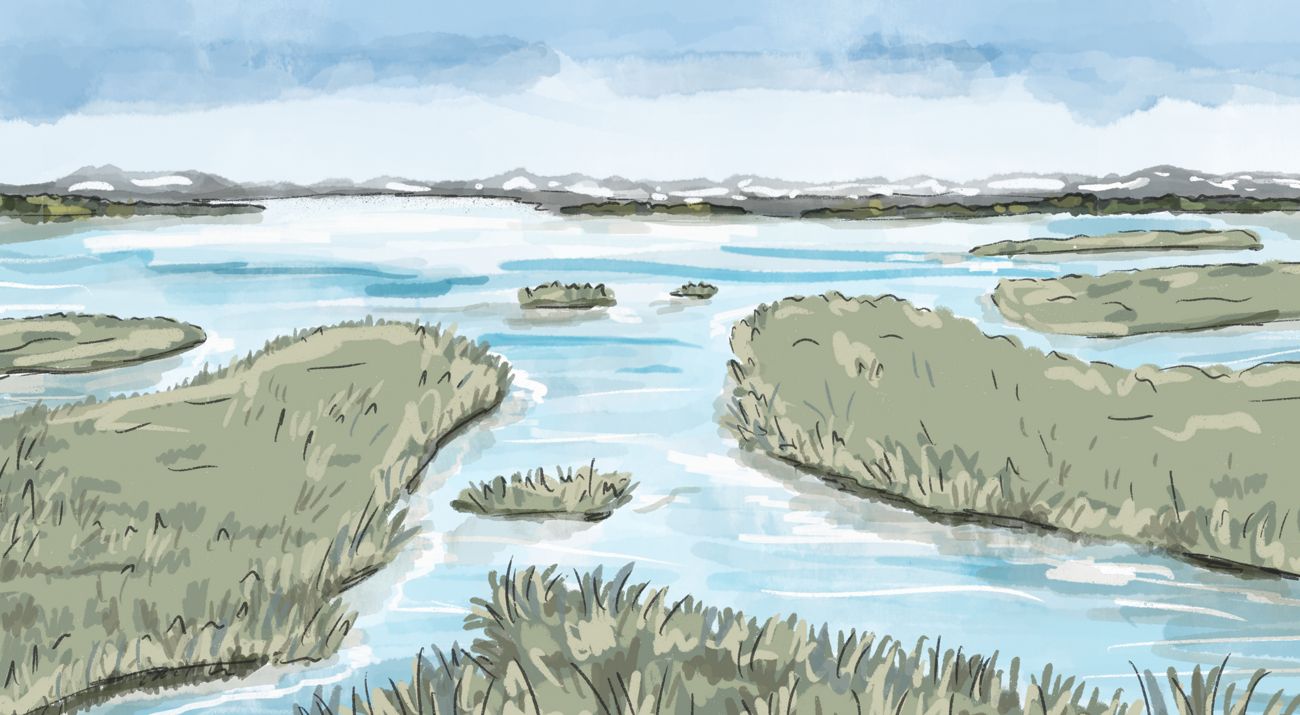 Illustration of a wetland.