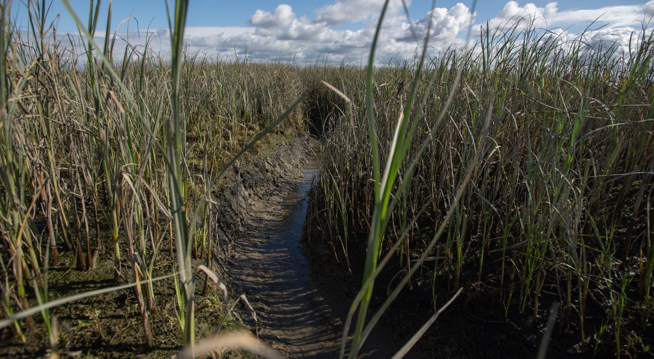 A dirt path leads into a marsh filled with tall grass.